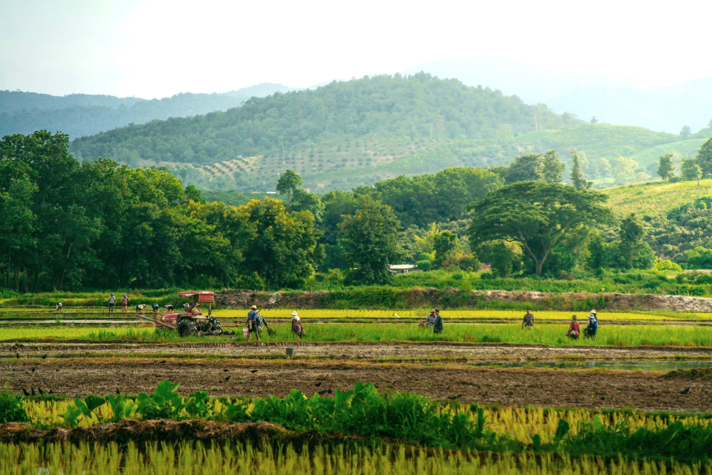 Going local in Oost Thailand