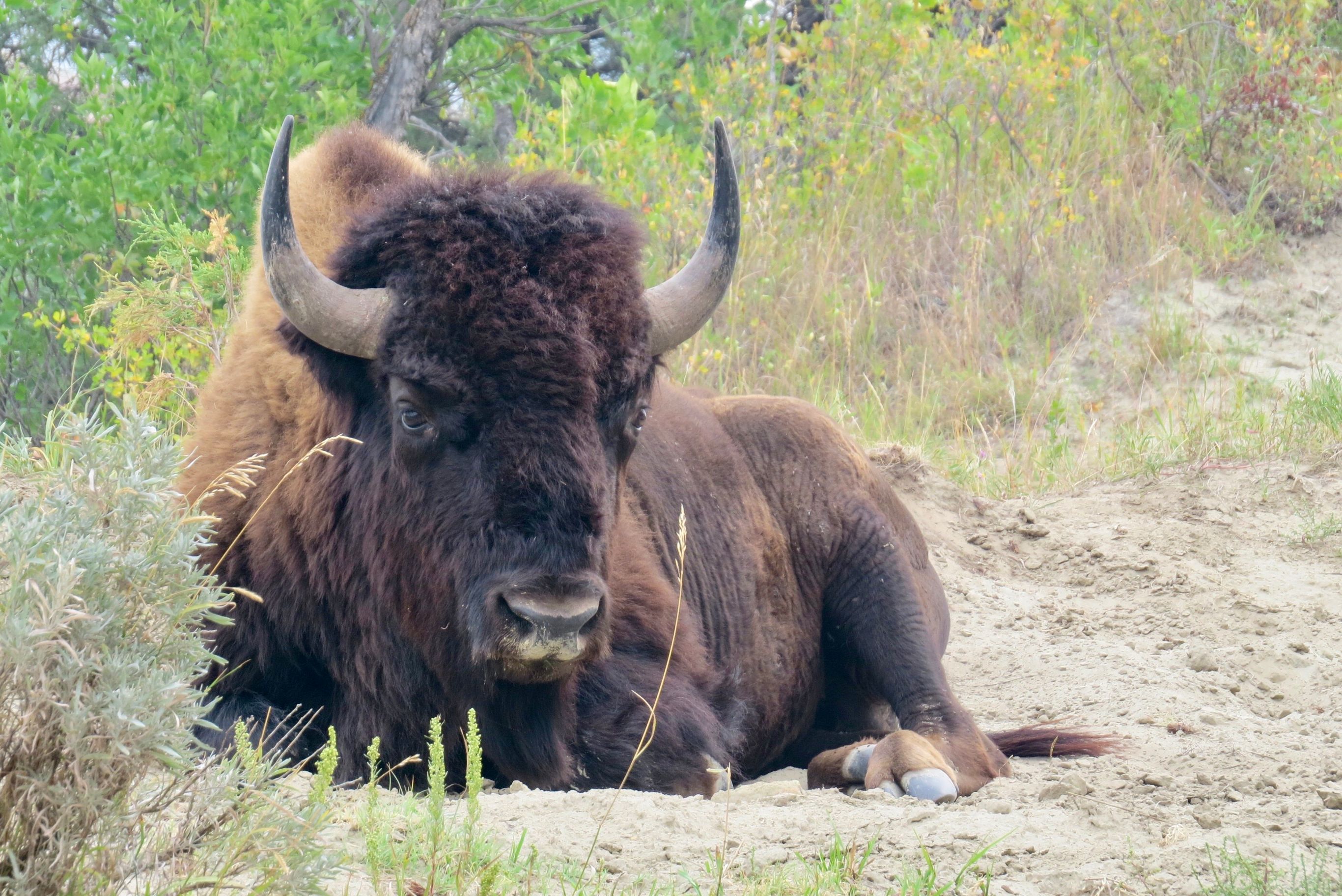 Bizons in North en South Dakota