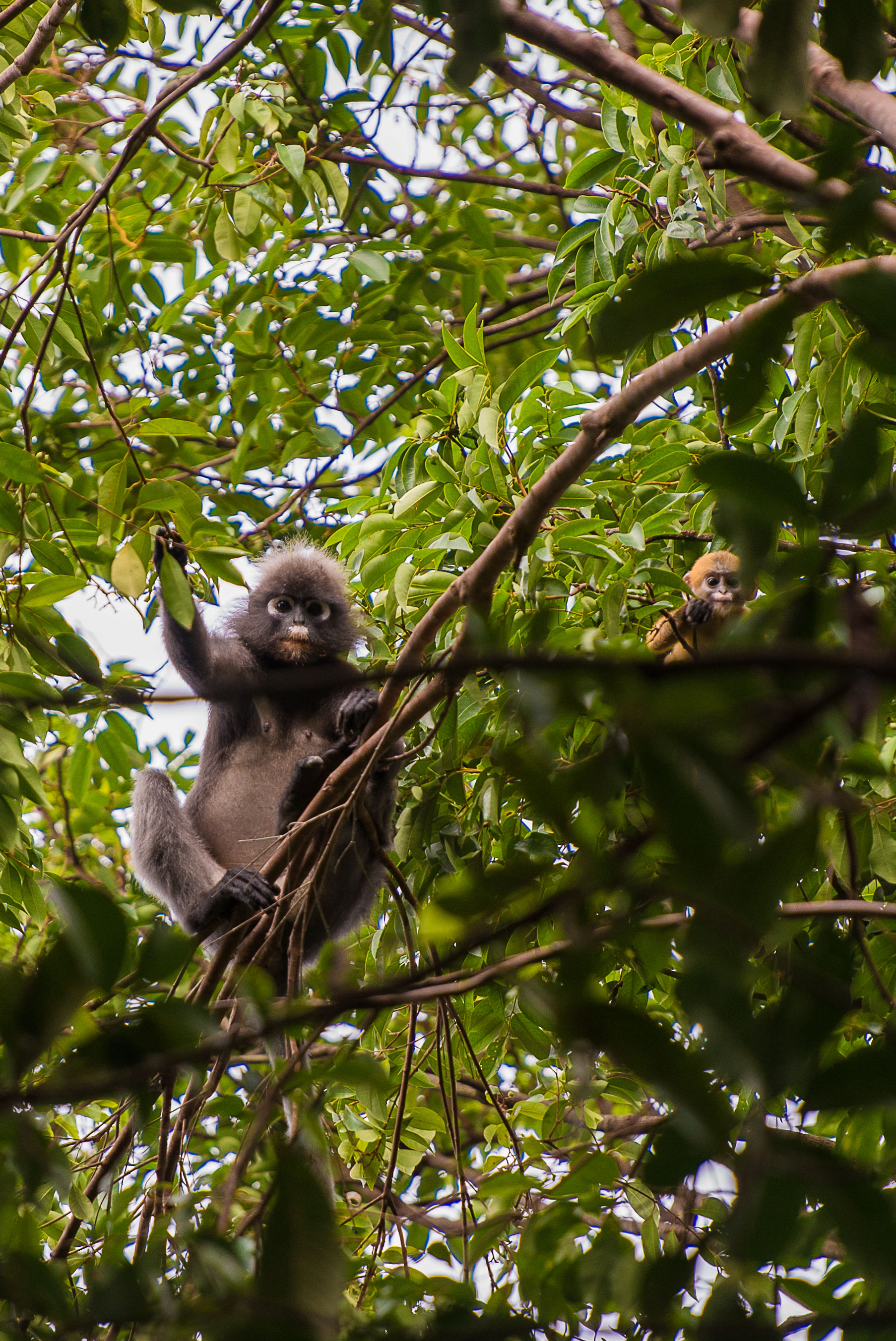 Dieren spotten in Cat Tien National Park