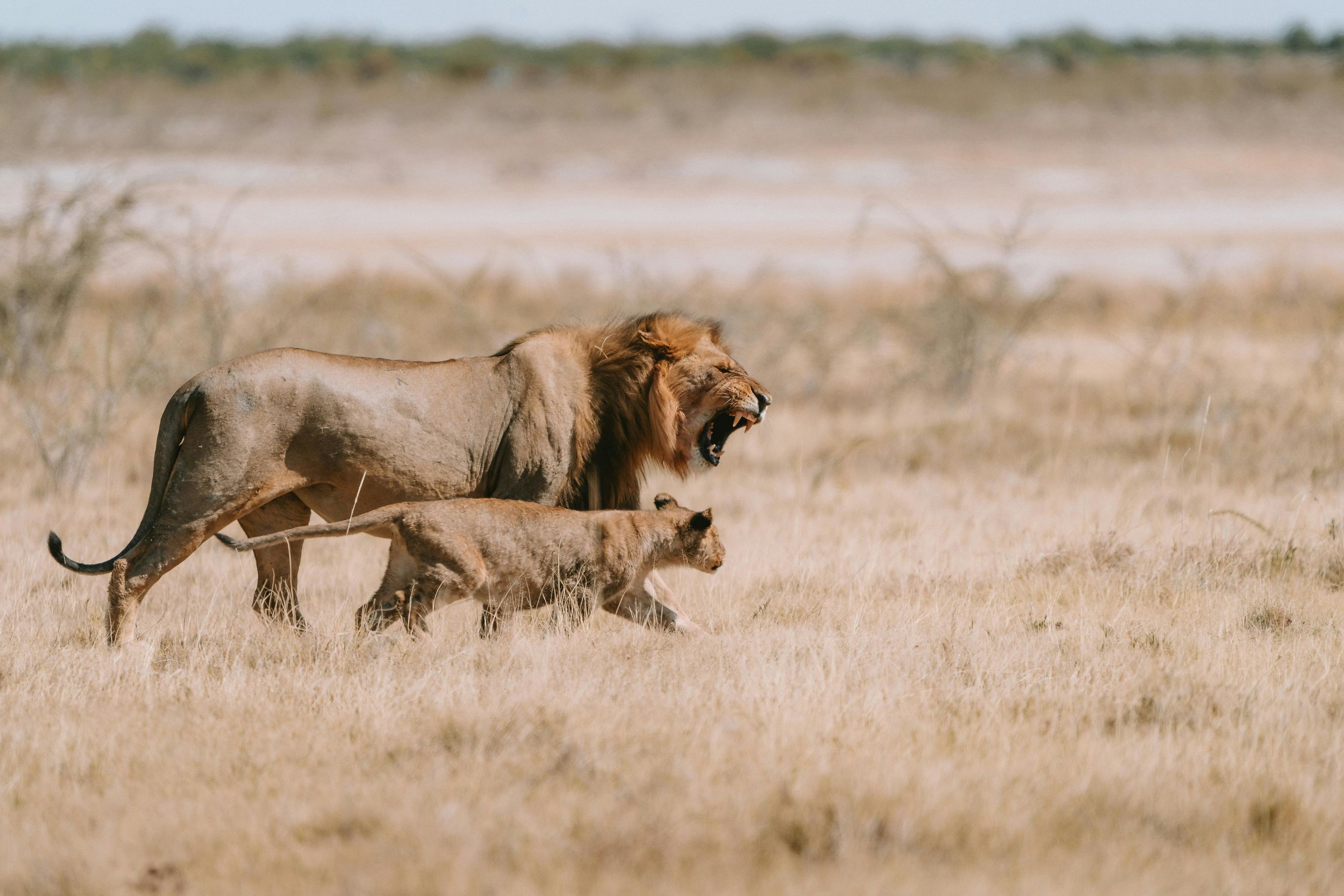 Op safari in Etosha