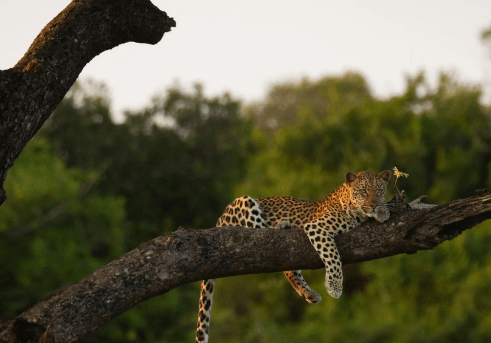 Op safari door Zuka Private Game Reserve