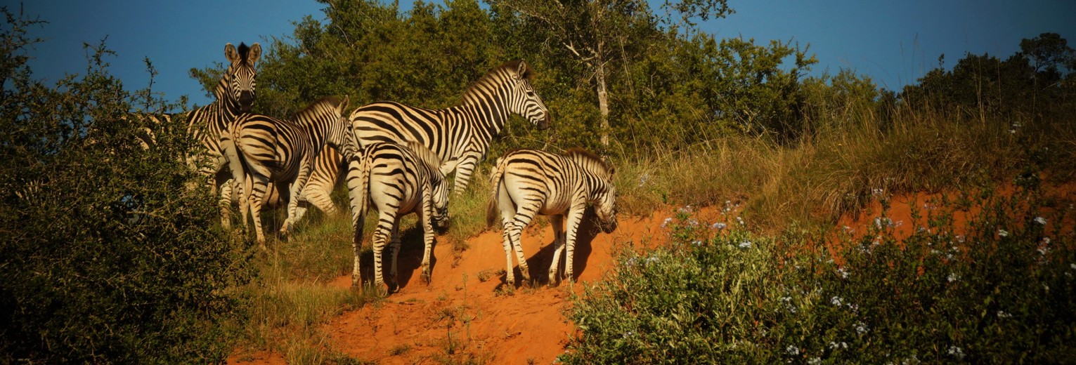 Addo-Elephant-Park-Zebra-1 Addo-Elephant-Park-Zebra-1