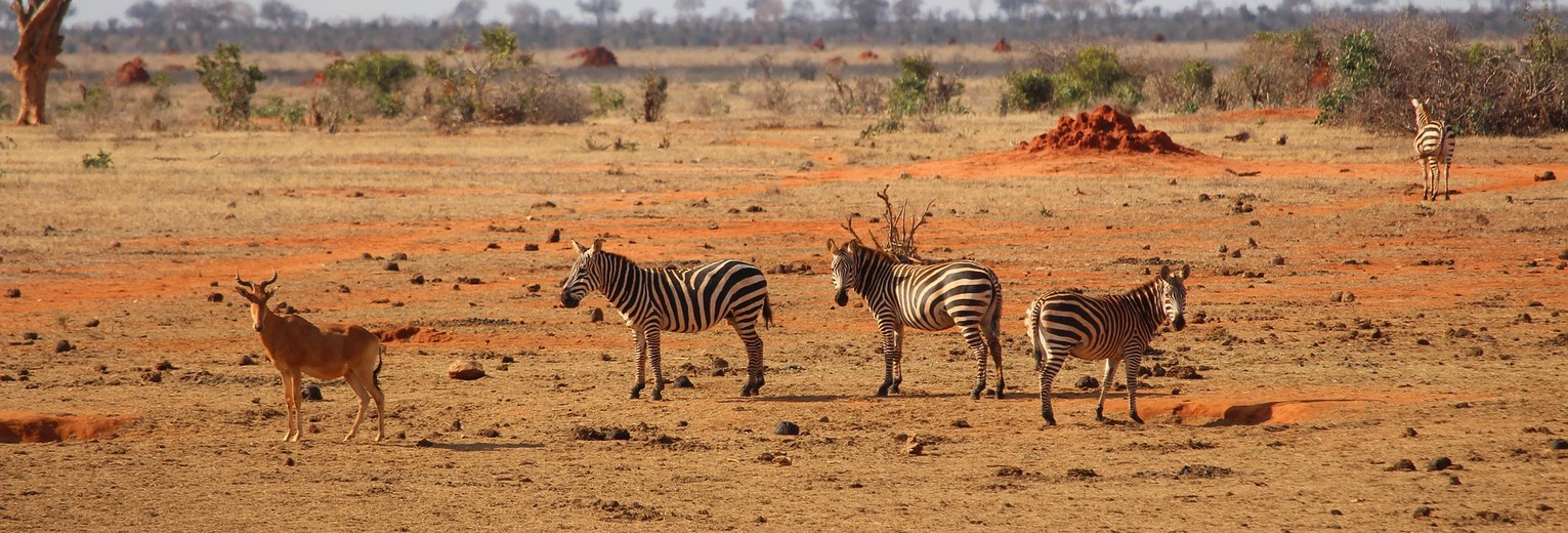 Zebra's bij het water in het Tsavo National Park Zebra's bij het water in het Tsavo National Park