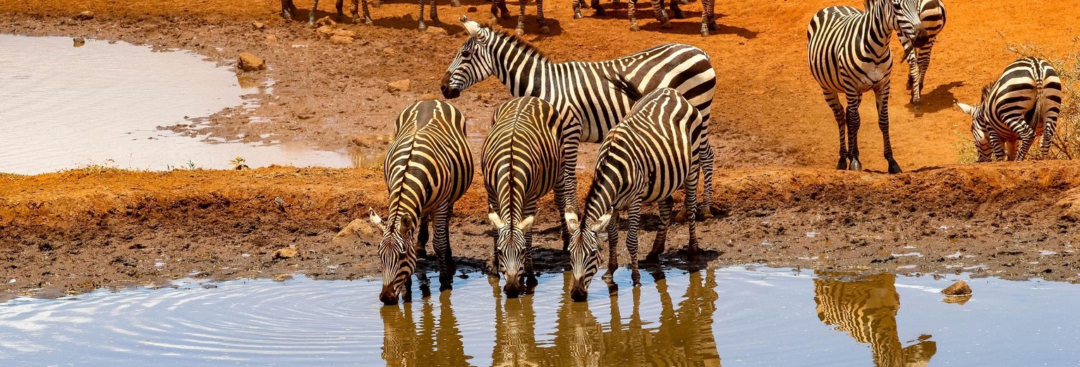 Zebras aan de waterdrinkplaats Amboseli, Kenia
