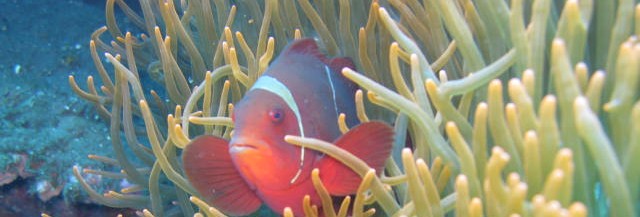 Kleurrijke vissen bij Amed