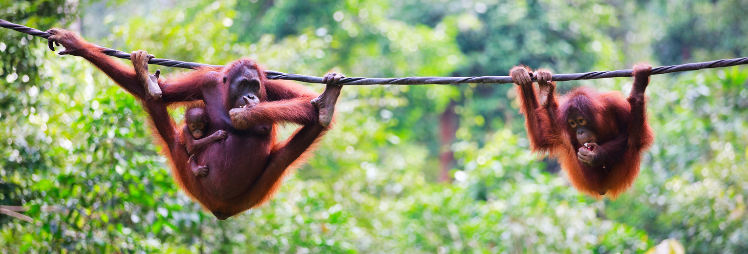 Orang Oetans in Borneo Aabah Orang Oetans in Borneo Aabah