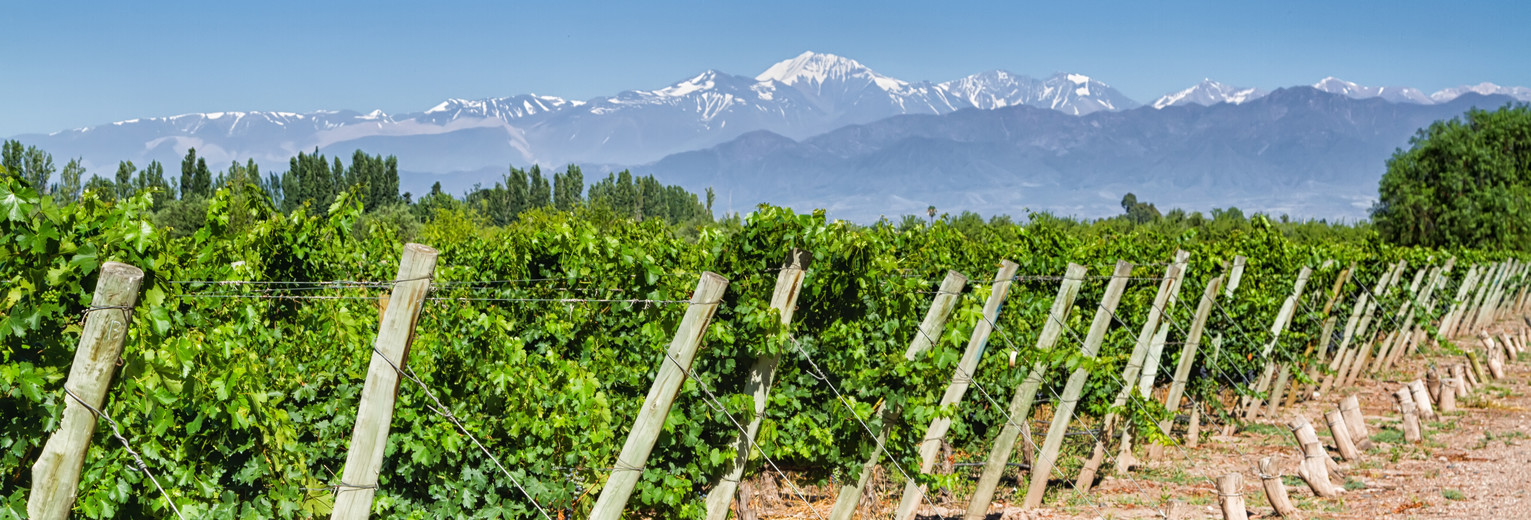 Wijnvelden rond Mendoza, Argentinië