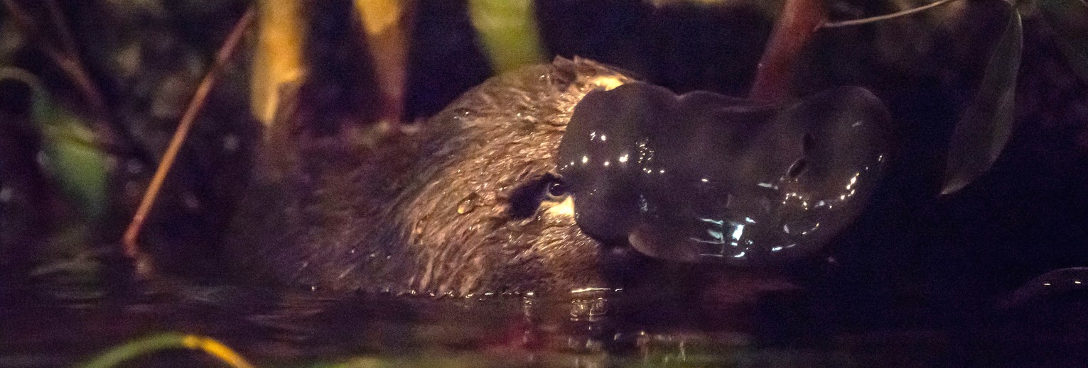 Een vogelbekdier, Platypus, in Australië © Tourism Management Australia Een vogelbekdier, Platypus, in Australië © Tourism Management Australia