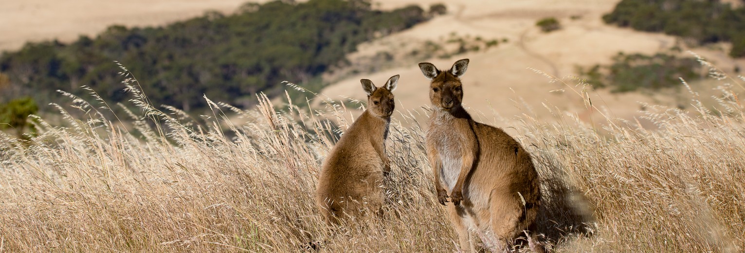 Kangoeroes spotten op Kangaroo Island © Exceptional Kangaroo Island
