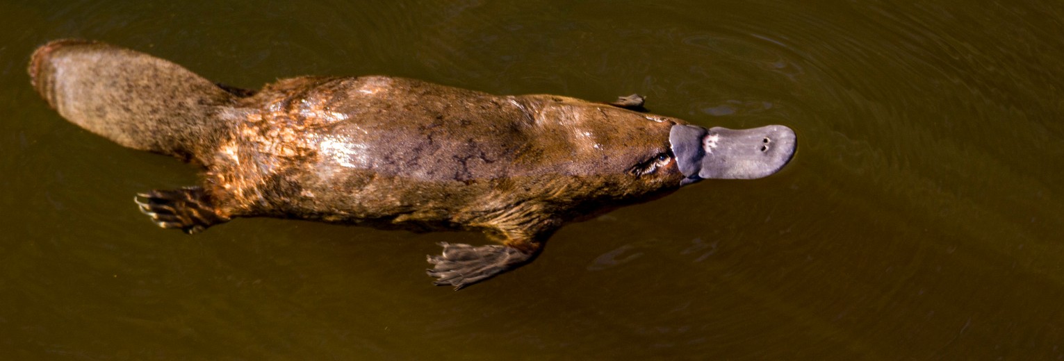 De bijzondere platypus De bijzondere platypus