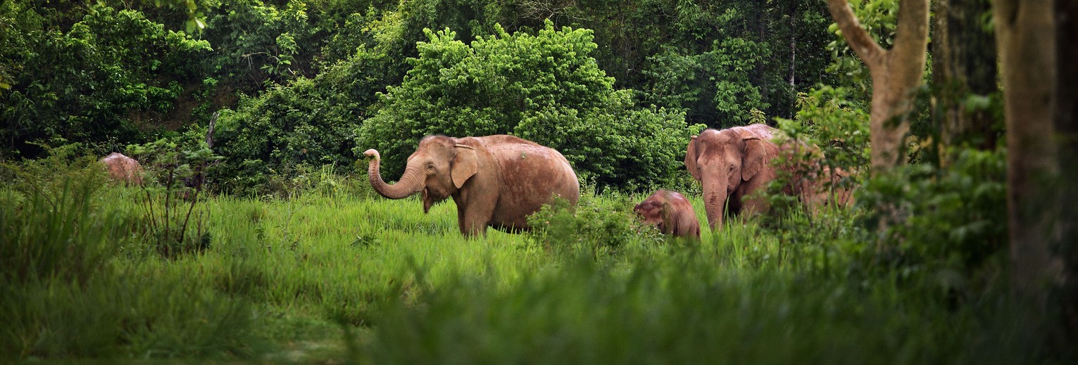 Olifanten in Khao Yai NP, Thailand
