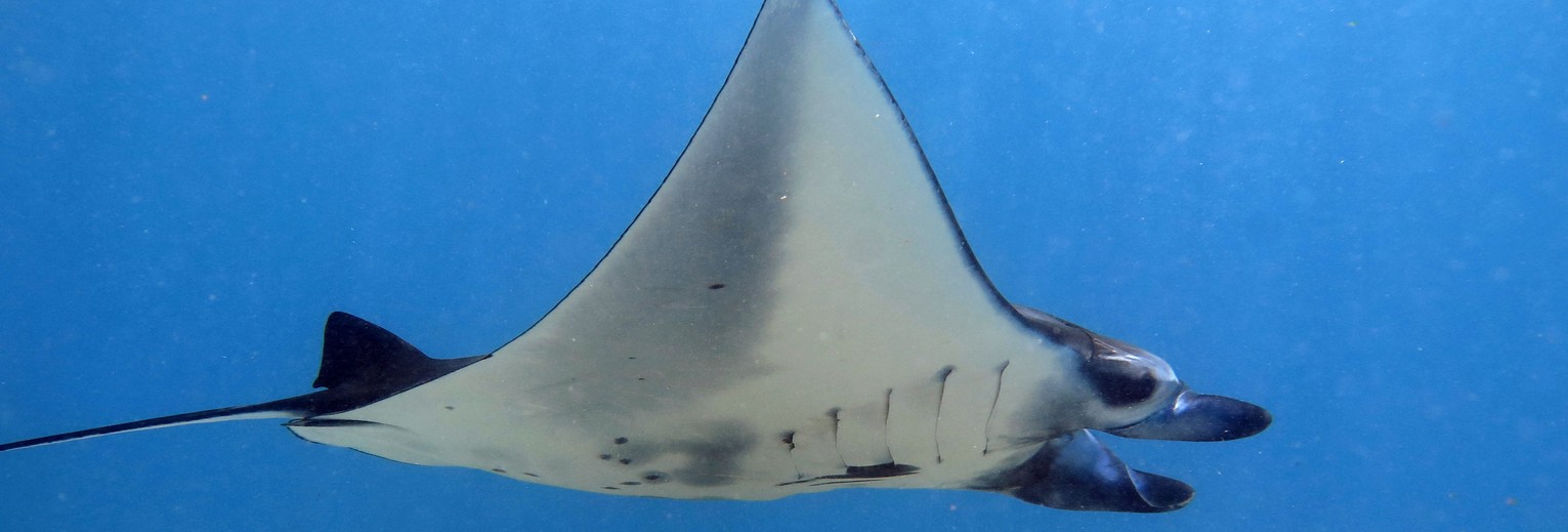 Manta bij Nusa Lembongan Manta bij Nusa Lembongan