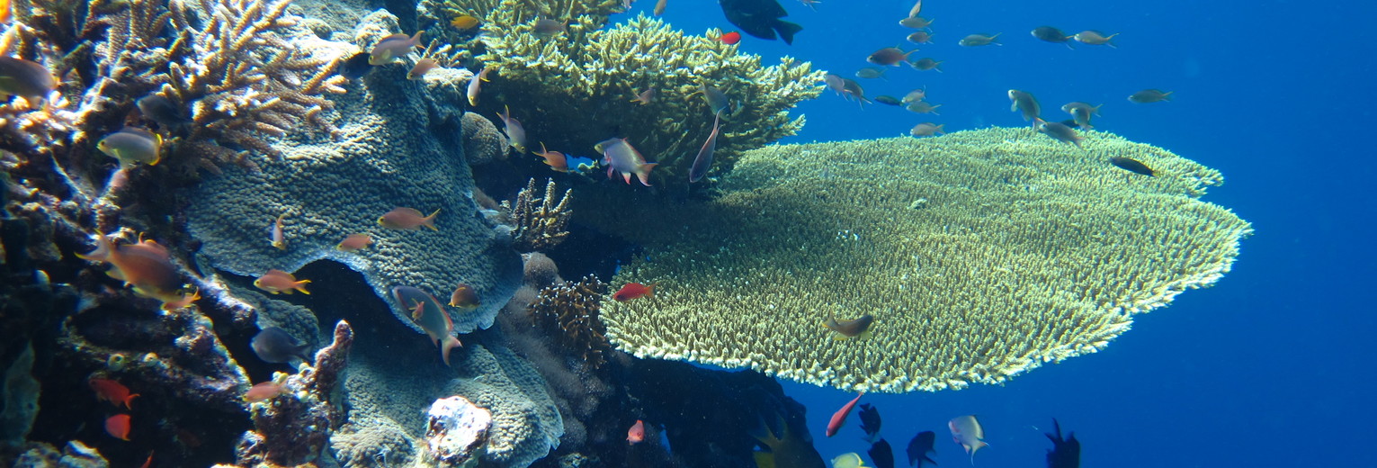 Onderwaterwereld van Menjangan, Bali