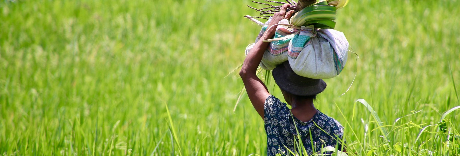 Een lokale mevrouw druk aan het werk in de rijstvelden, Ubud