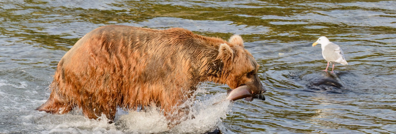 Grizzly beer in Katmai National Park