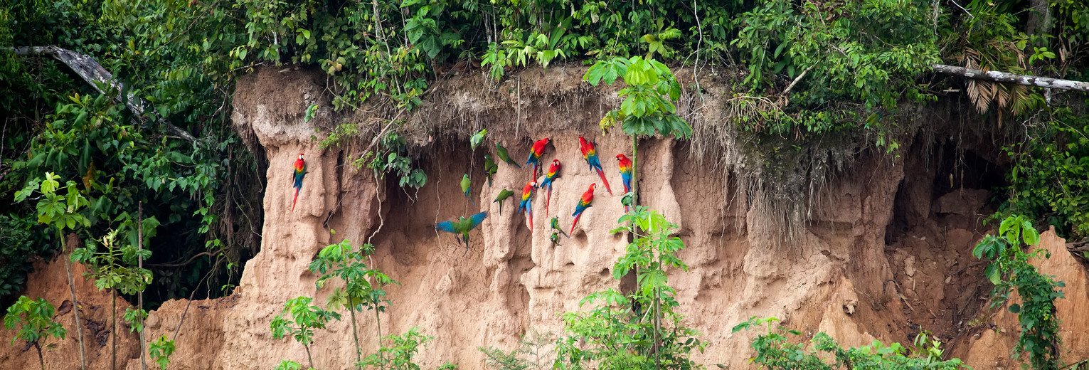 Bewonder-de-bijzondere-ara-kleilik(11)