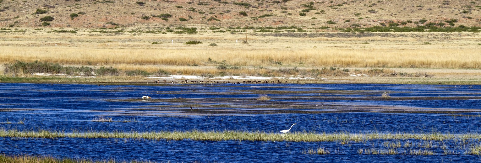 Bitter Lake National Wildlife Refuge