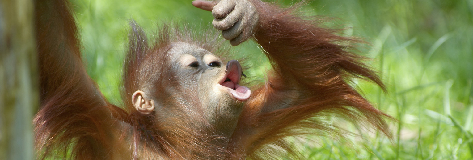 Orang-oetans in Borneo Orang-oetans in Borneo