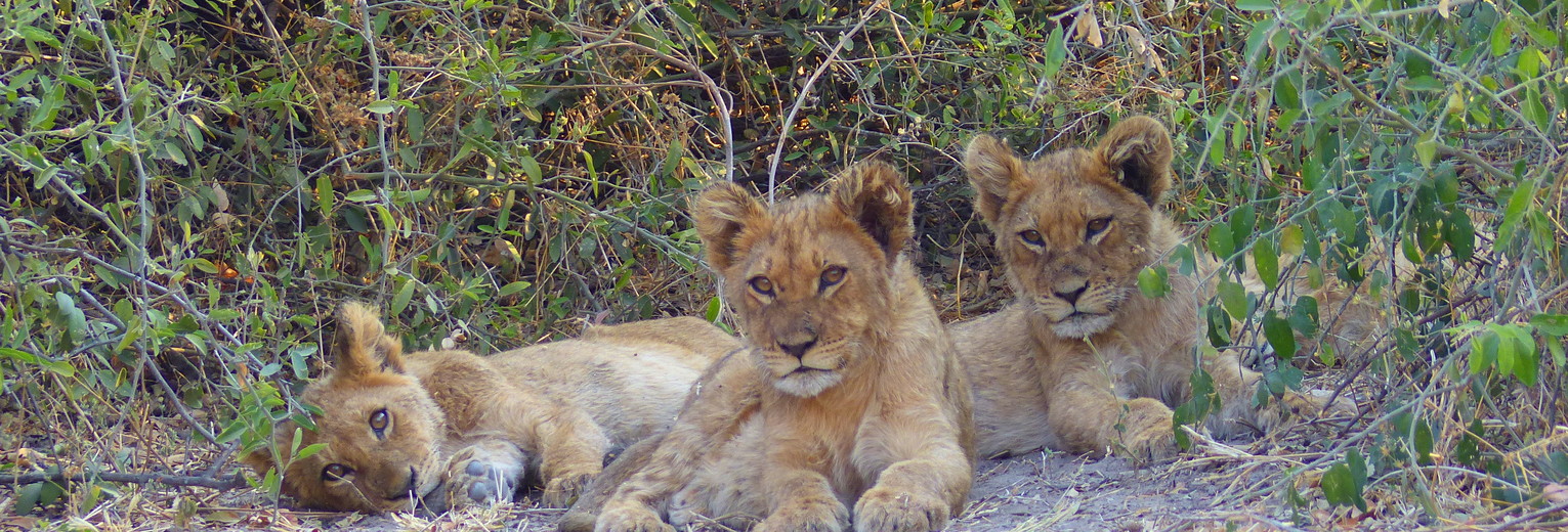 Leeuwenwelpjes in Botswana Leeuwenwelpjes in Botswana