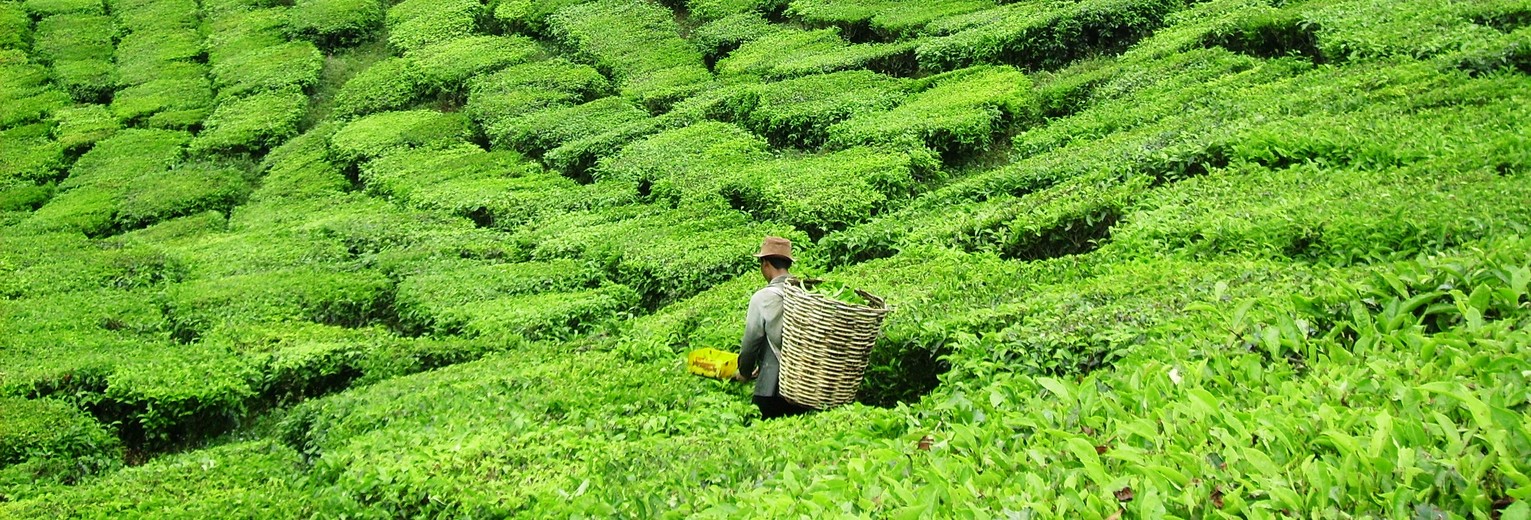 Cameron Highlands in Maleisië Cameron Highlands in Maleisië