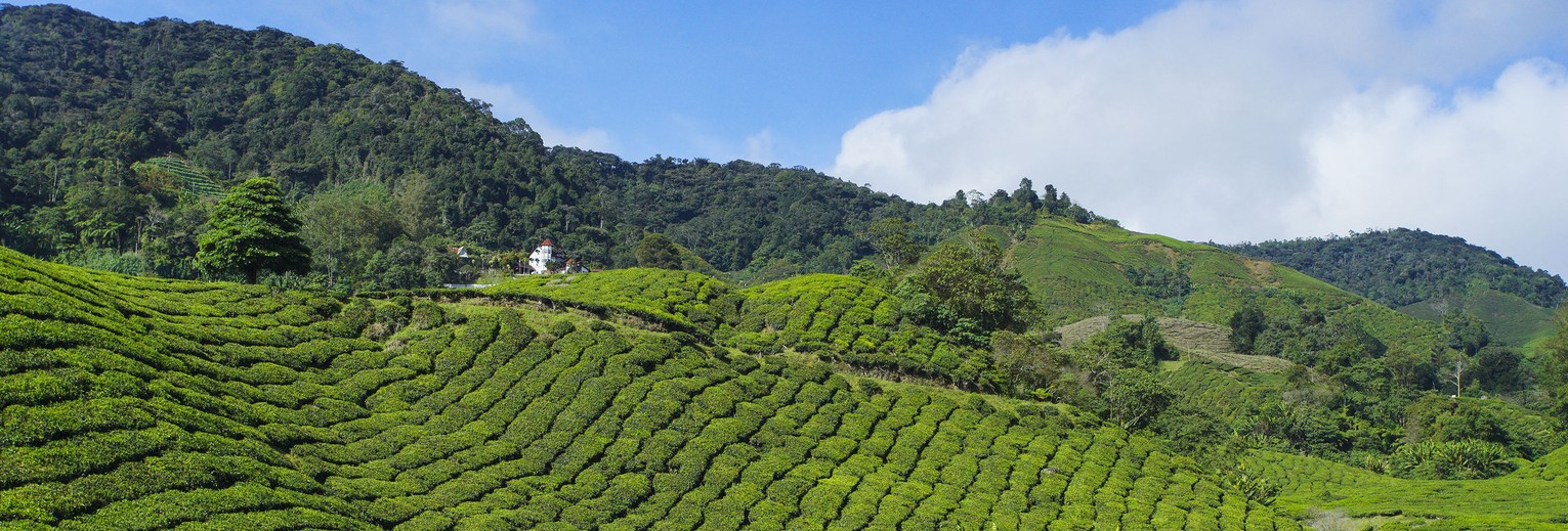 Cameronhighlands-theeplant21(13)