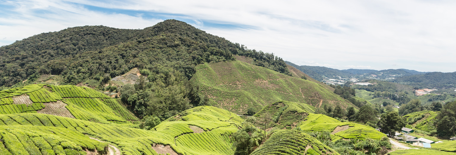 Cameronhighlands-theeplant23(13)