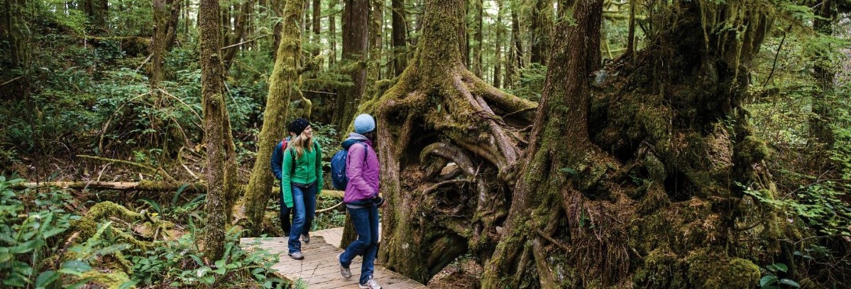 Canada-Ucluelet-wandelen-bomen