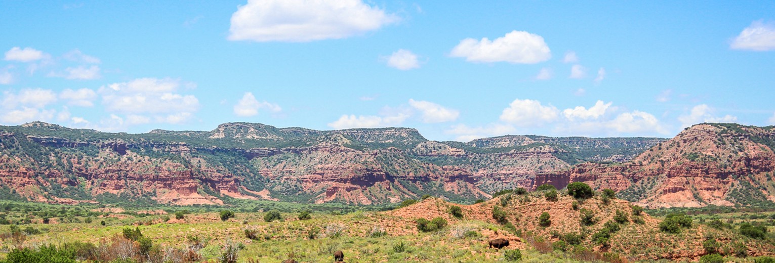 Spot buffels in Caprock Canyons State Park, Texas, USA
