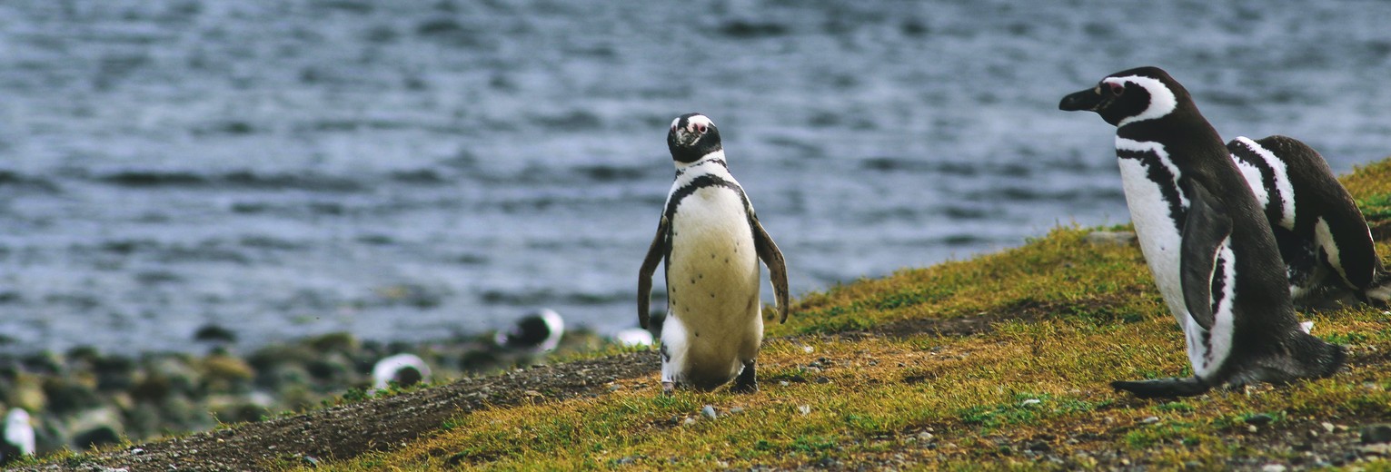Chili-Isla-Navarino-Pinguins