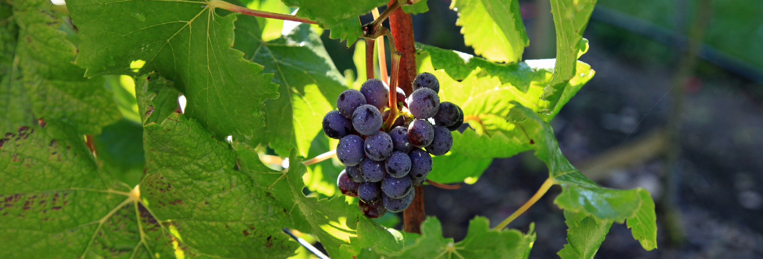 Chili-Maipo-Vallei-druiven_2_430249