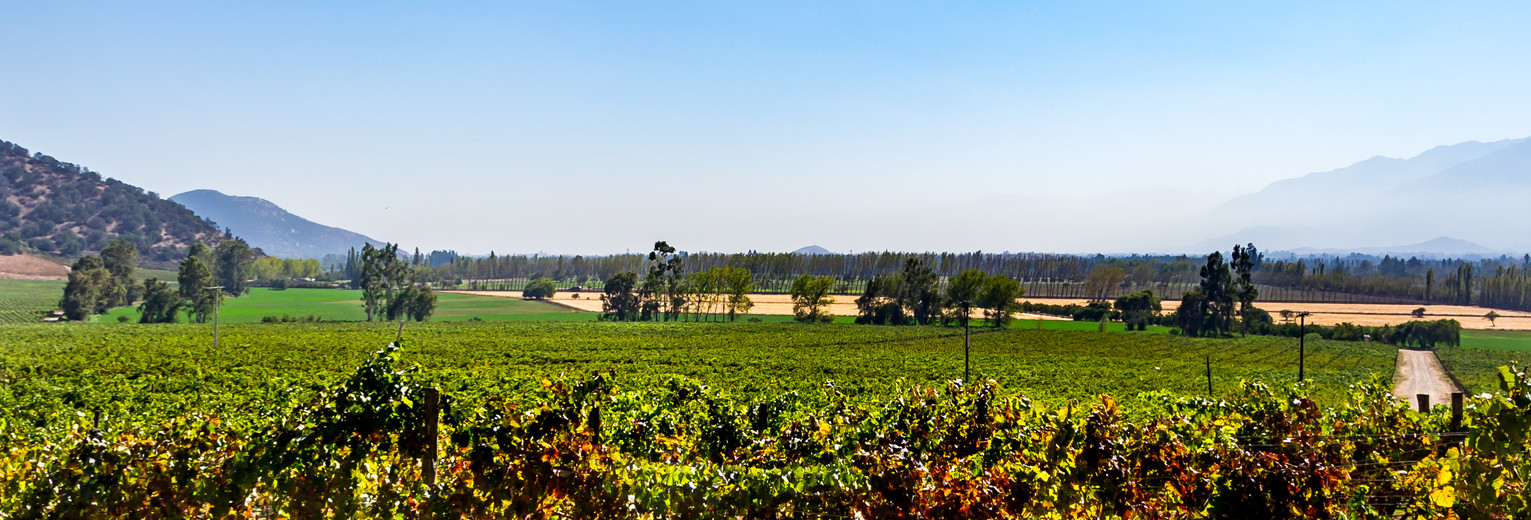 Chili-Maipo-wijngaarden-3_1_432603