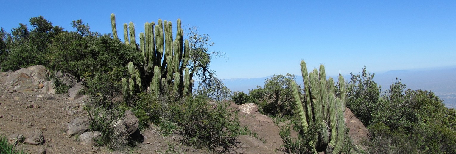 Chili-San-Pedro-de-Atacama-cactus