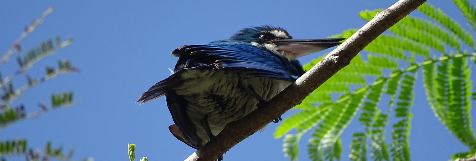 Collared-Kingfisher(13)