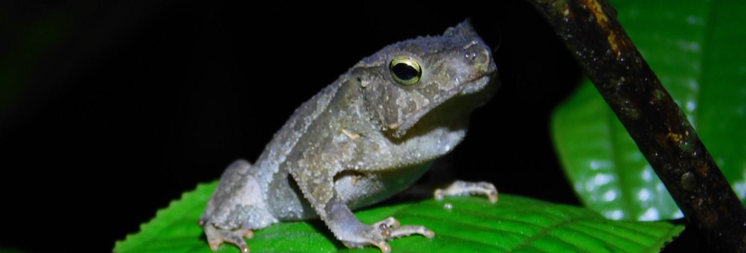 Colombia-Amazone-kikker