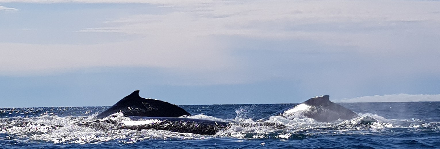 Colombia-Nuqui-walvissen2_1_482371