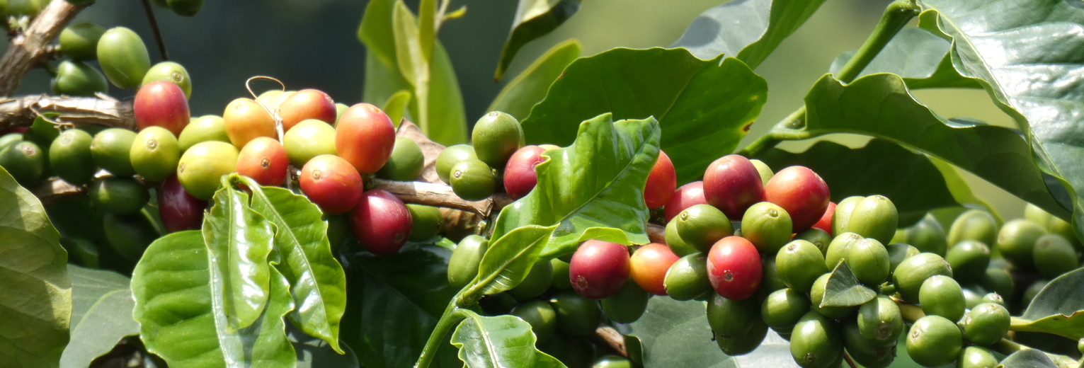 Colombia-Pereira-Finca-del-Cafe-Koffietour-4