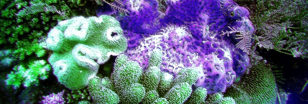 Coral-Reef-Teluk-Sumbang11-6142231d