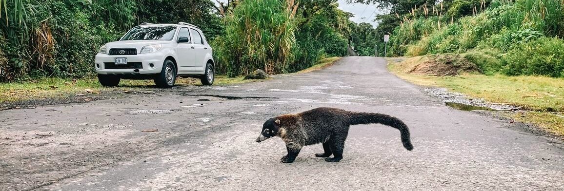 Wild spotten onderweg met je huurauto door Costa Rica