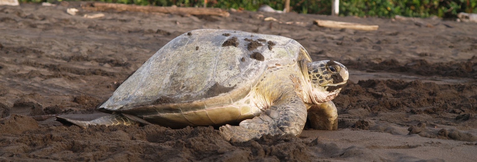 Costa-Rica-Zeeschildpad-Tortuguero-Samara
