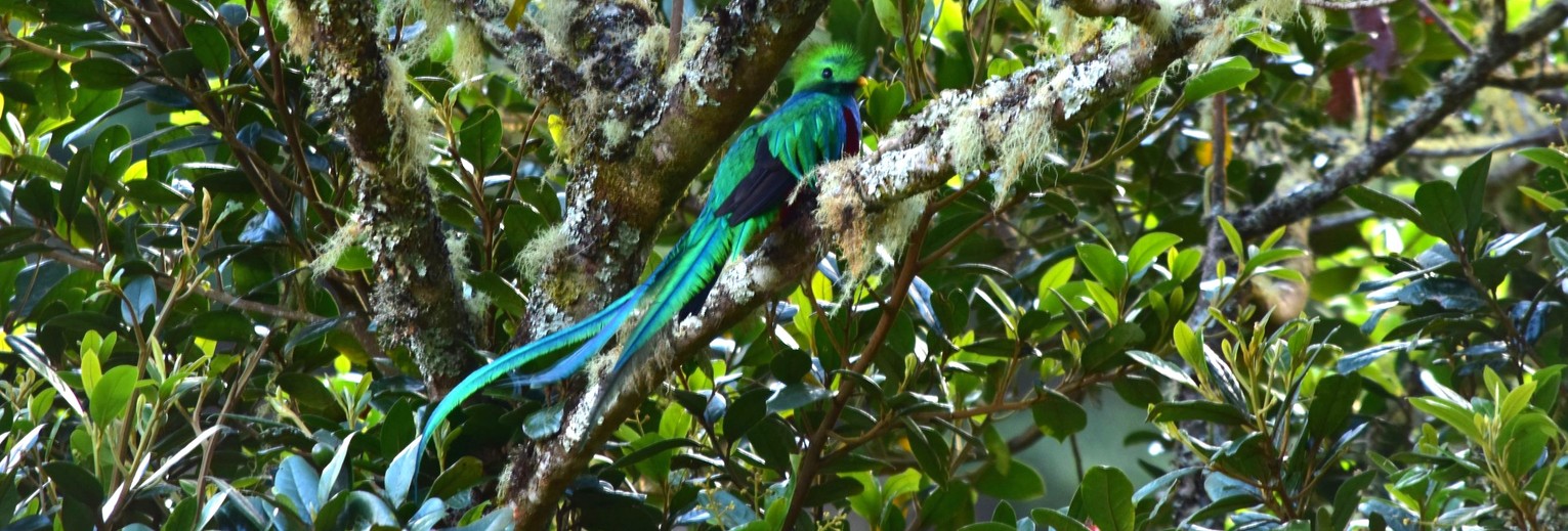 Spot de magische quetzal in Costa Rica