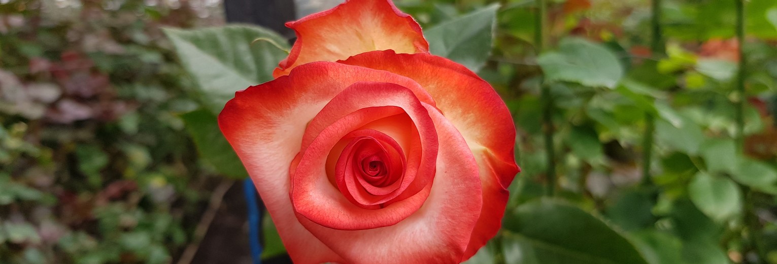 Mooie roos in Cayambe