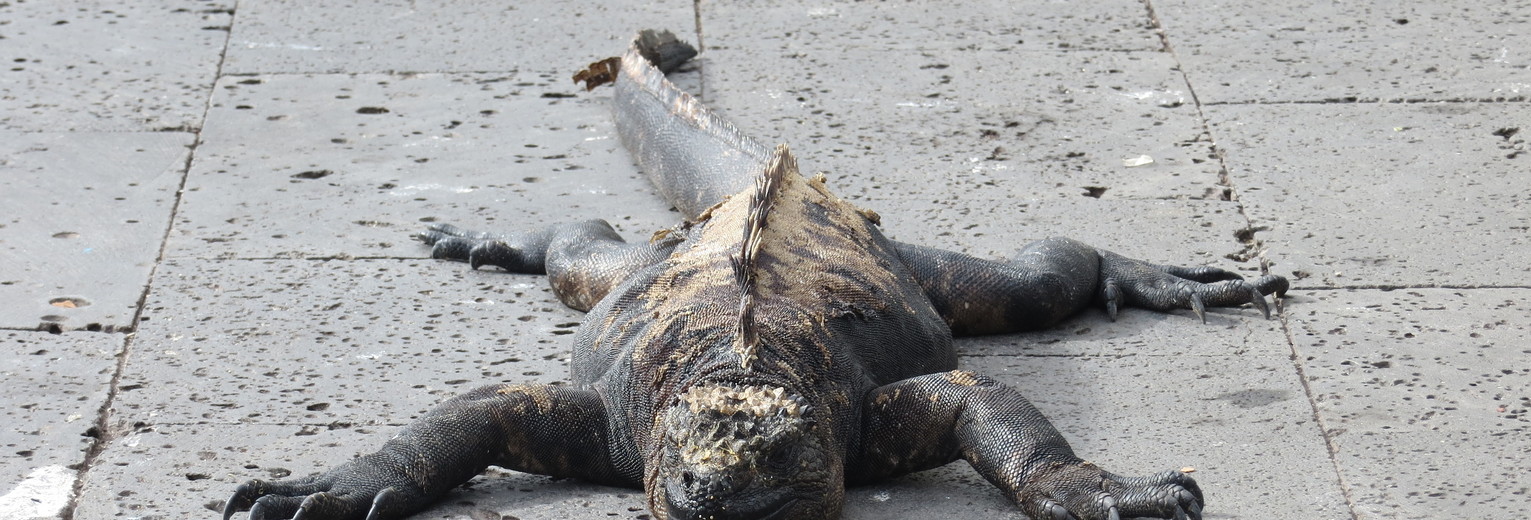 Zwarte zeeleguanen op Santa Cruz