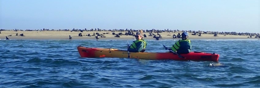 Excursie kajakken tussen zeehondjes Excursie kajakken tussen zeehondjes