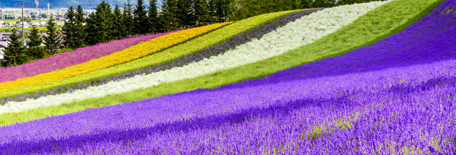Bloemenvelden op Hokkaido