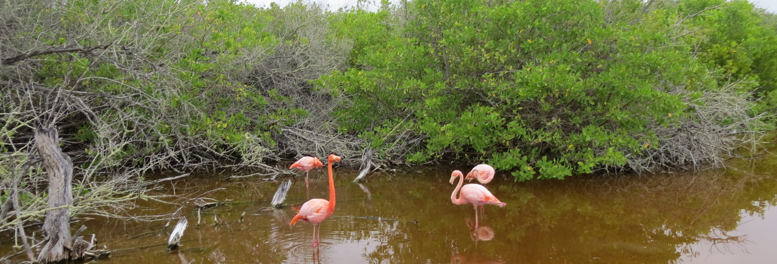 Kleurrijke flamingo’s in de wetlands op Isabela