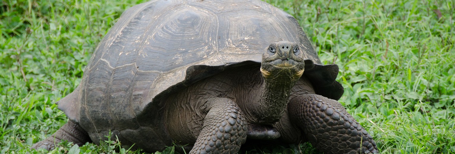 Landschildpad op Galapagos Landschildpad op Galapagos