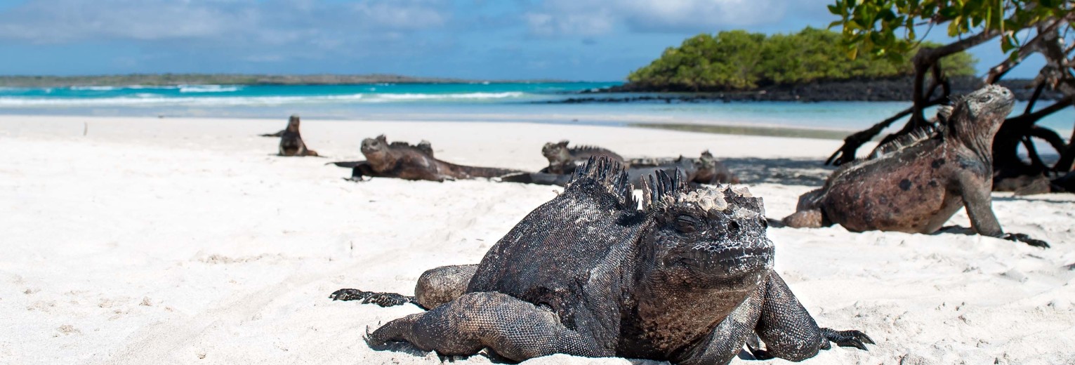 Grote varanen op Santa Cruz, Galapagos