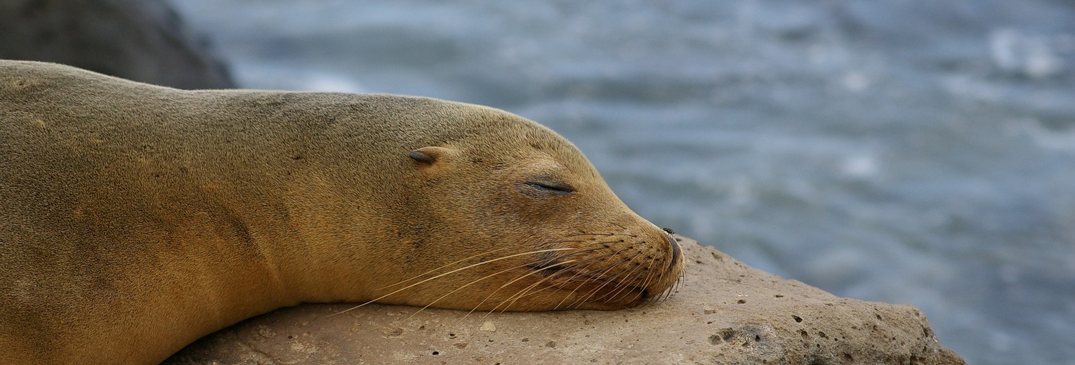 Slapende zeeleeuw in Santa Fe, Galapagos Slapende zeeleeuw in Santa Fe, Galapagos