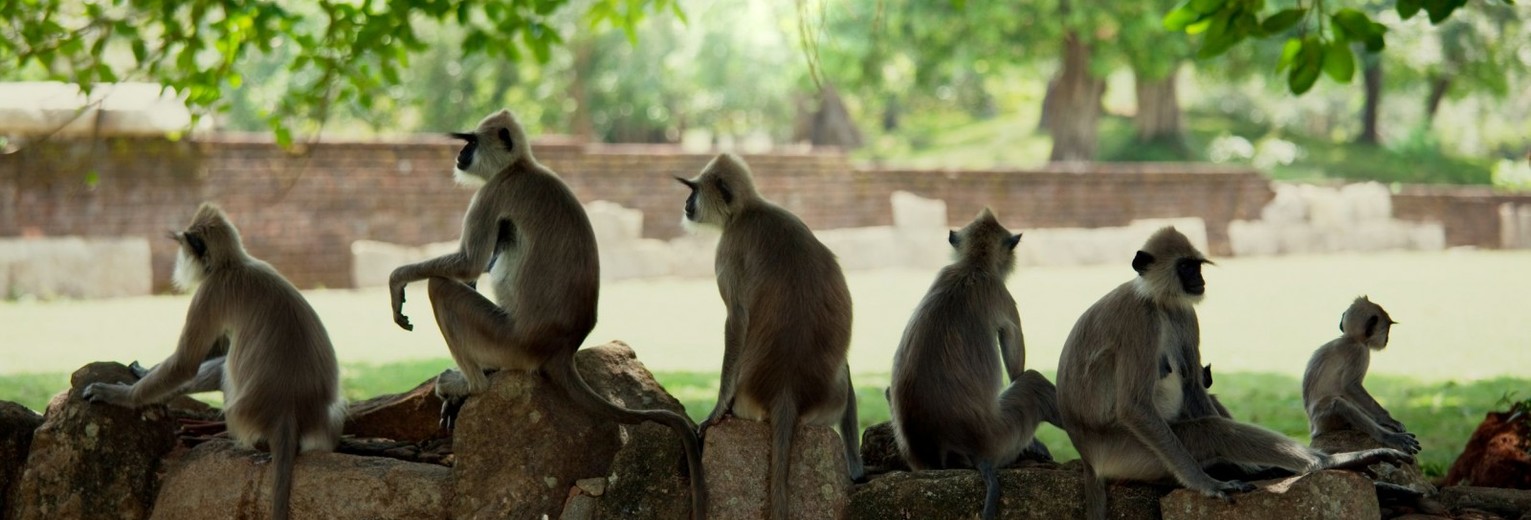 Apen in het apenwoud in Habarana, Sri Lanka