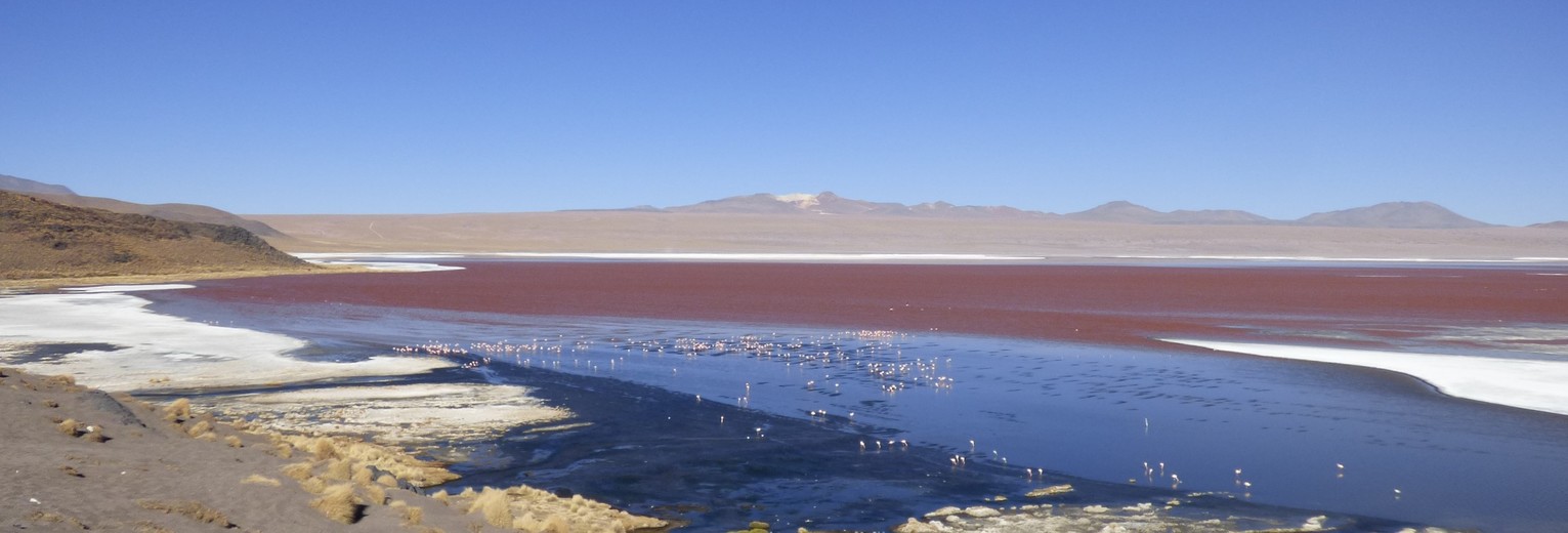 Het meer in Uyuni kleurt roze van de flamingo's - Bolivia